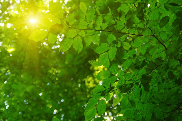 Folhas Verdes Sol Primavera — Fotografia de Stock