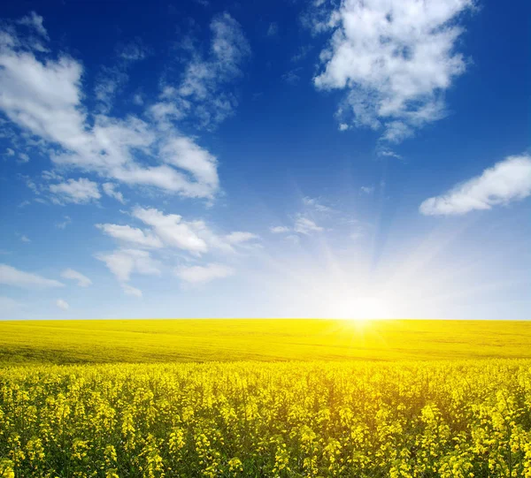 Złote Pole Kwitnącego Rzepaku Pięknymi Chmurami Niebie — Zdjęcie stockowe