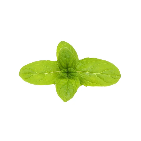 Fresh Mint Close White — Stock Photo, Image