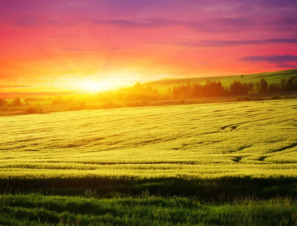 Colorido Atardecer Sobre Campo Trigo — Foto de Stock