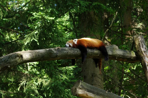 Kis Vörös Panda Pihen Egy Fán — Stock Fotó