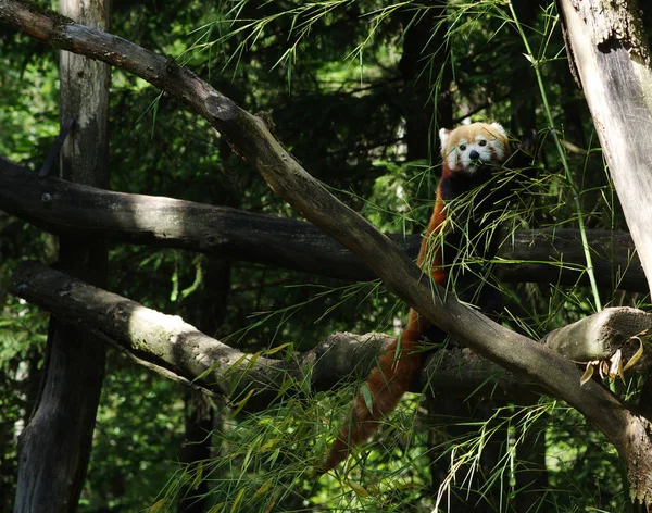 Kis Vörös Panda Pihen Egy Fán — Stock Fotó