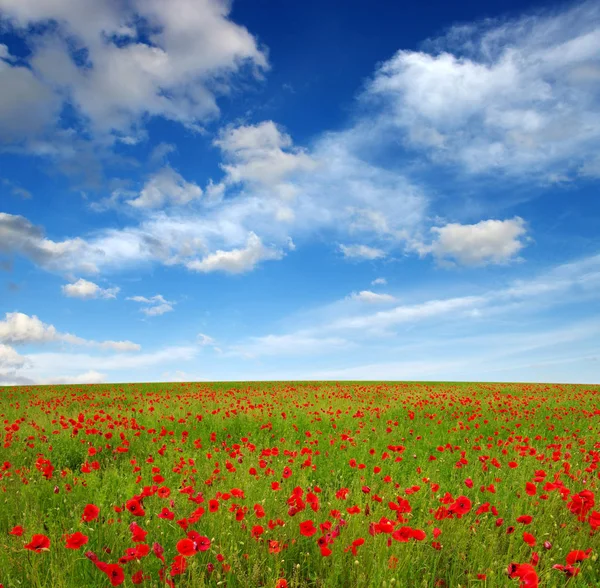 Red Poppies Field Sky Clouds — Stock Photo, Image
