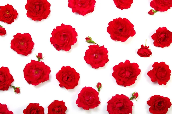 Red Roses White Background — Stock Photo, Image