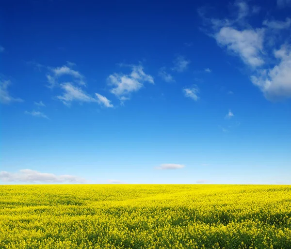 Złote Pole Kwitnącego Rzepaku Pięknymi Chmurami Niebie — Zdjęcie stockowe