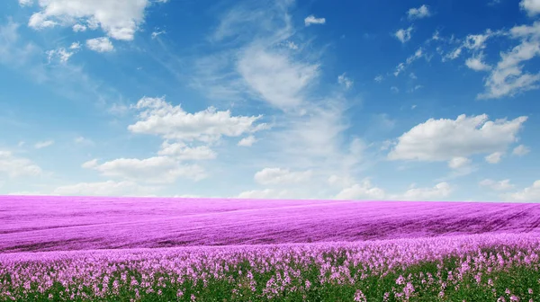 Spring Flower Field Blue Sky — Stock Photo, Image