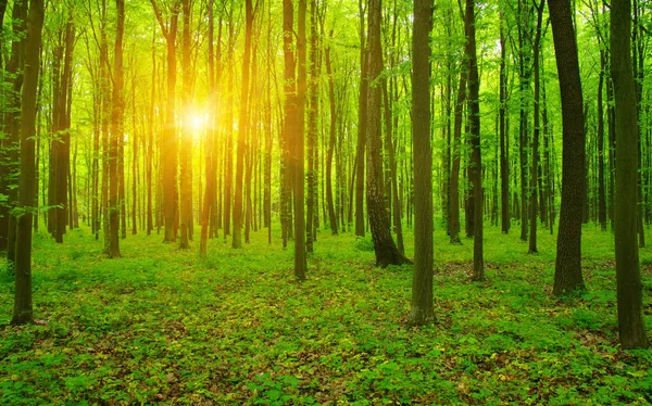 Bosque Con Luz Solar Los Rayos Del Sol Través Ramas — Foto de Stock