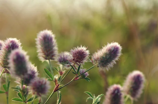 Estate Erba Fiorita Piante Verdi — Foto Stock