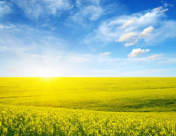 Campo Oro Colza Fiorita Con Belle Nuvole Sul Cielo — Foto Stock