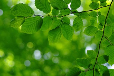 seçici odak ile doğal yeşil yaprakları arka plan