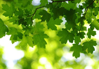 Bahar ağaç arka plan üzerinde yeşil yaprakları