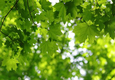 Yeşil görüntü arka plan ağaç üzerinde bırakır. Bahar zamanı.