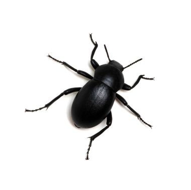 Siyah böcek beyaz üzerine izole edilmiş. 
