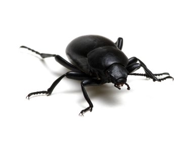 Siyah böcek beyaz üzerine izole edilmiş. 