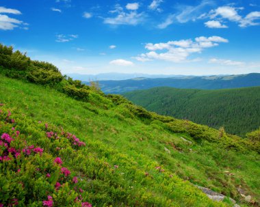 Yazın dağ manzarası