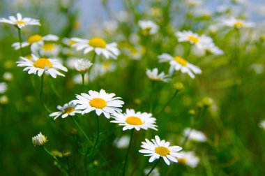 Papatya, mavi gökyüzü ve güneş alan.