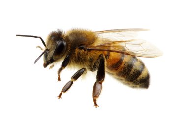 Arı beyazı izole etti.