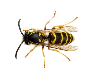 Beyaz arkaplanda yaban arısı izole