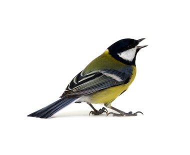 büyük baştankara, Parus major, üzerinde beyaz izole