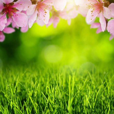 Bahar çiçeği yumuşak bulanıklık arka plan ve çim