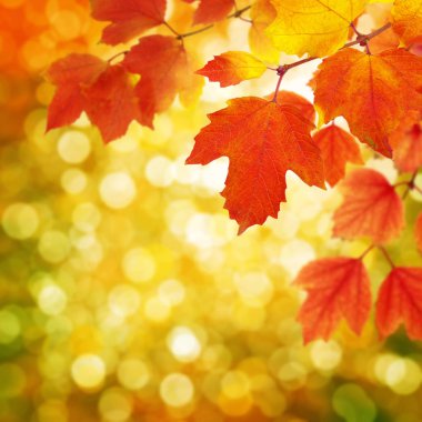  Arka planda sonbahar yaprakları bulanık
