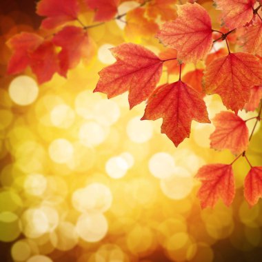  Arka planda sonbahar yaprakları bulanık