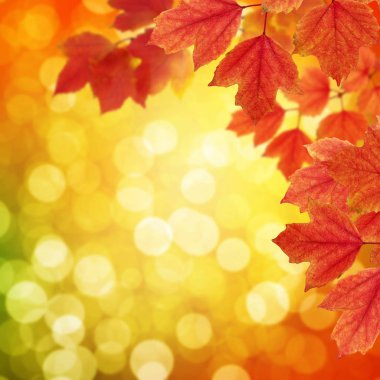  Arka planda sonbahar yaprakları bulanık