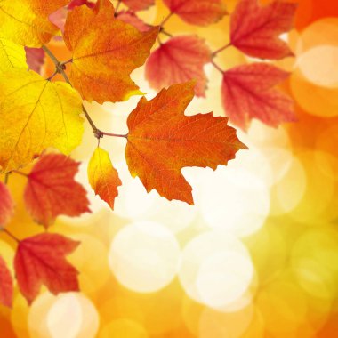  Arka planda sonbahar yaprakları bulanık