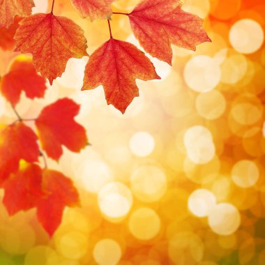  Arka planda sonbahar yaprakları bulanık