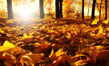 tarih Pzr sonbahar ormandaki düşen yapraklar