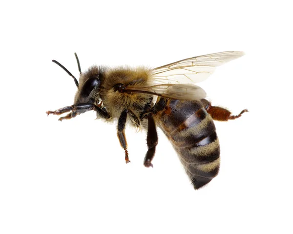 Μέλισσα Απομονωμένη Λευκό Φόντο — Φωτογραφία Αρχείου