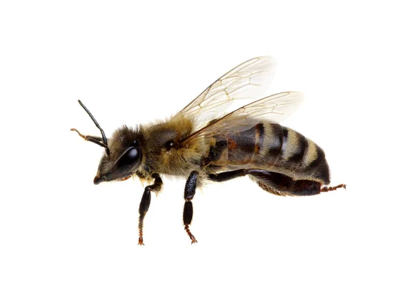 Včela Izolované Bílém Pozadí — Stock fotografie