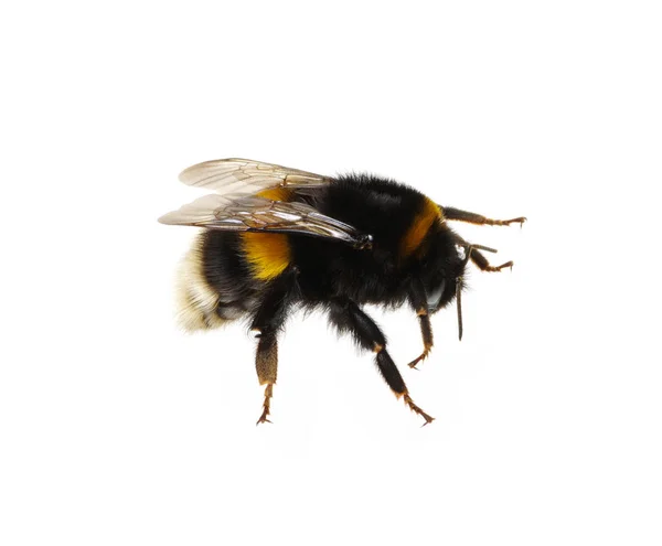 Hommel Geïsoleerd Witte Achtergrond — Stockfoto