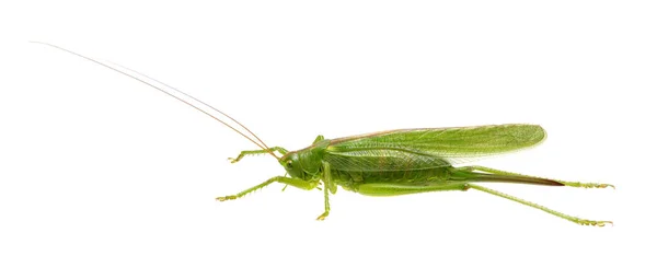 Groene Sprinkhaan Geïsoleerd Witte Achtergrond — Stockfoto