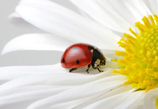 Uğur Böceği Bir Çiçeğe Oturur — Stok fotoğraf