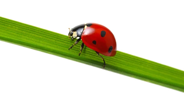 Ladybug Green Grass Isolated White Background — Stock Photo, Image