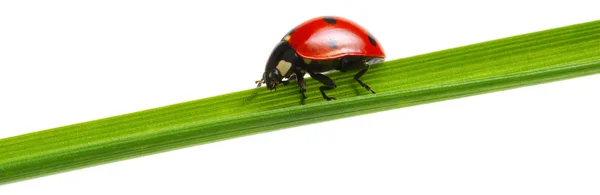 Lieveheersbeestje Groene Gras Geïsoleerd Witte Achtergrond — Stockfoto