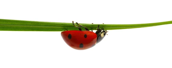 Ladybug Green Grass Isolated White Background — Stock Photo, Image