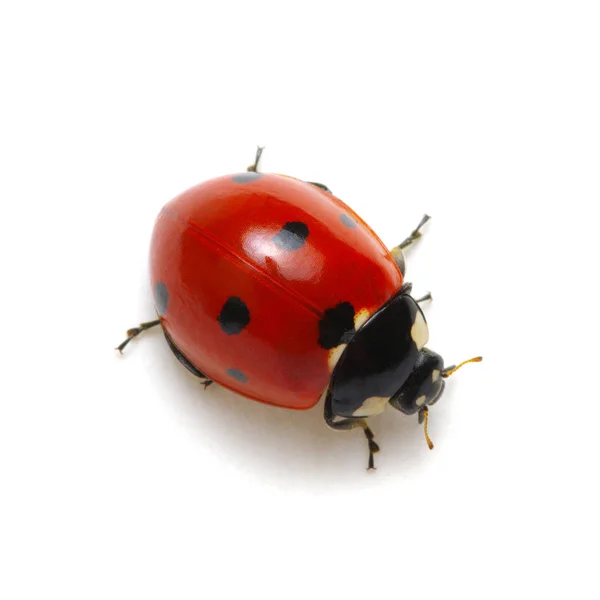 Ladybug Isolated White Background — Stock Photo, Image
