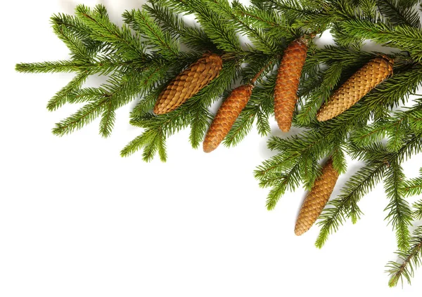 Fir Tree Branch Isolated White Background — Stock Photo, Image