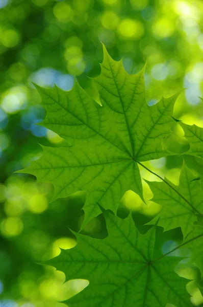 Frühling Hintergrund Grüne Blätter Auf Verschwommenem Bokeh — Stockfoto