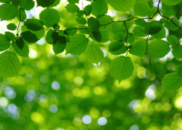 Gröna Blad Våren Träd Bakgrund — Stockfoto