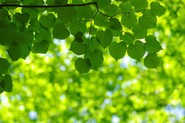 Tuoreet Vihreät Lehdet Luonnollinen Hämärtynyt Tausta — kuvapankkivalokuva