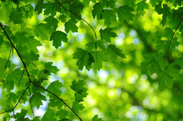 Grüne Blätter Auf Dem Frühlingsbaum Hintergrund — Stockfoto