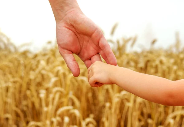 子や麦畑に父の手 — ストック写真