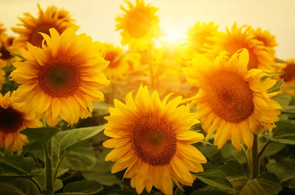 Feld Aus Sonnenblumen Und Sonne — Stockfoto