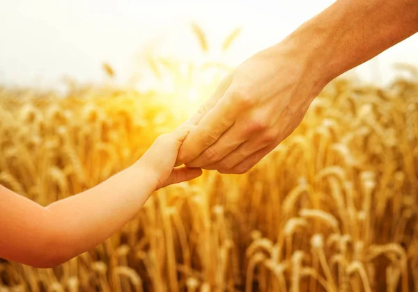 子や麦畑に父の手 — ストック写真