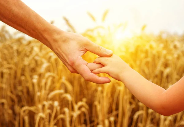 Ruce Dítěte Otce Pšeničné Pole — Stock fotografie