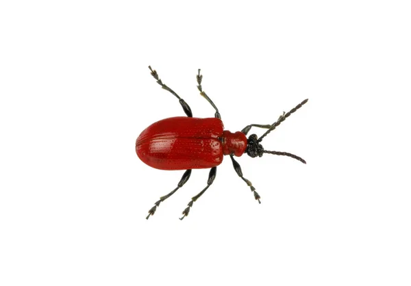 Scarabeo Rosso Sfondo Bianco — Foto Stock