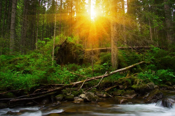 Río Montaña Que Fluye Través Del Bosque Verde Corriente Bosque — Foto de Stock